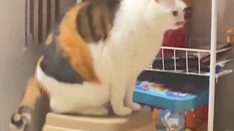 Funny cats Cat, funny, video, comment, viral, America, England, comedy, short,