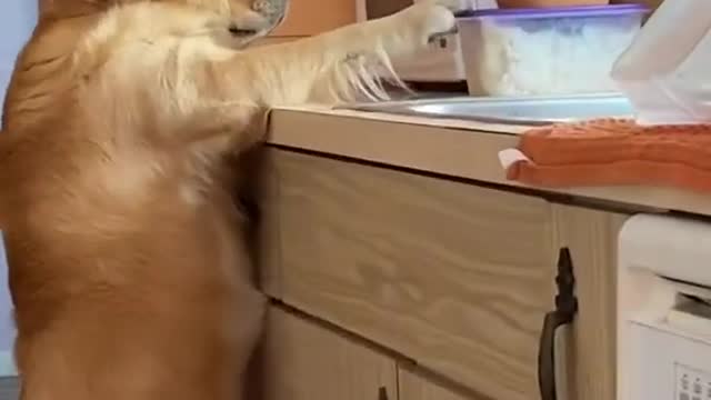 WATCH TIL the END 😂🐶 #dog #funny #video