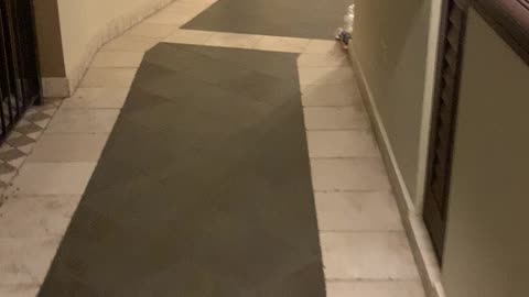 A cats dream