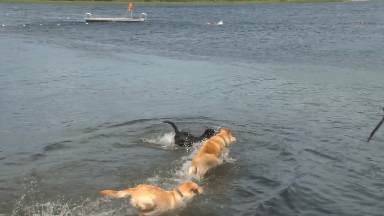 Dogs Swim After Stick