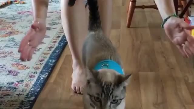 Cat harness training be like😂