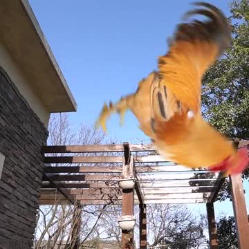 A rooster that can play ball