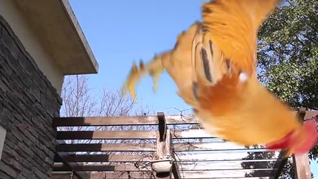 A rooster that can play ball
