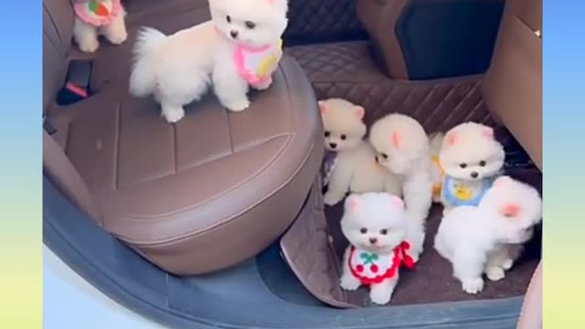 Lots of cats having fun inside the car
