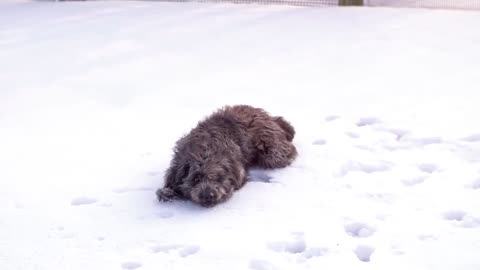 Snow dog