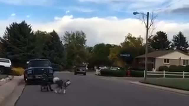 Dog wagon middle of street tip over