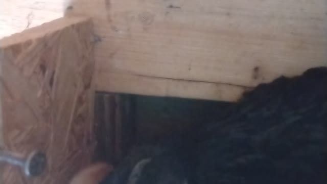 Newborn Chick and Broody Hen