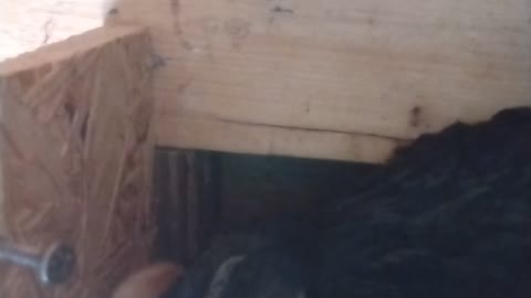 Newborn Chick and Broody Hen