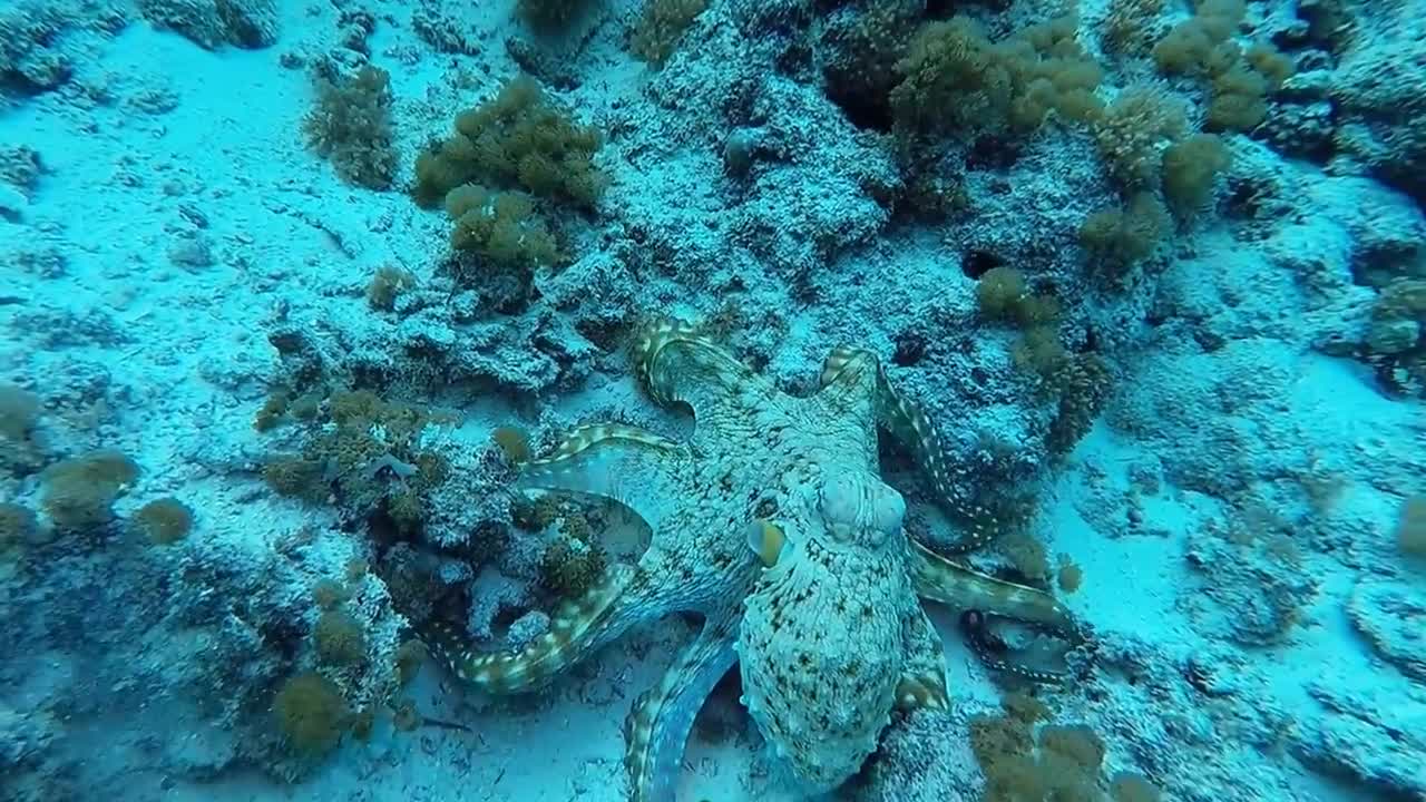 OCTOPUS Camouflage _ Changes color, texture and shape