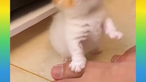 Cute and Funny Cat