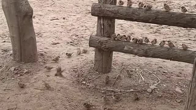 Giant Ostrich were eating and Sparrow