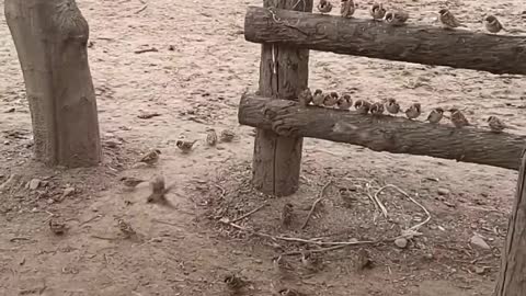 Giant Ostrich were eating and Sparrow