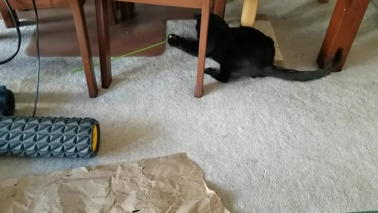 20240322 111358 Tux Playing with a Toy in the Crunchy Paper Pile