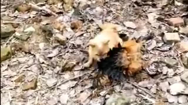 Chicken VS Dog Fight - Funny Dog Fight Videos :(