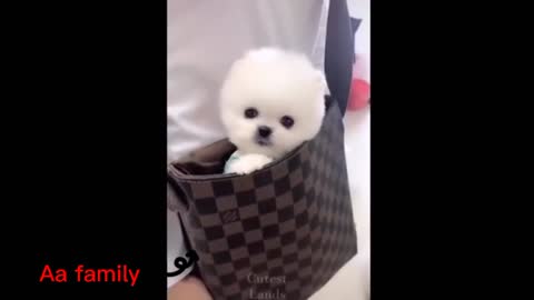 Cute dog is trying hide from us🐕️🐩