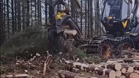 Speedy automatic tree removal