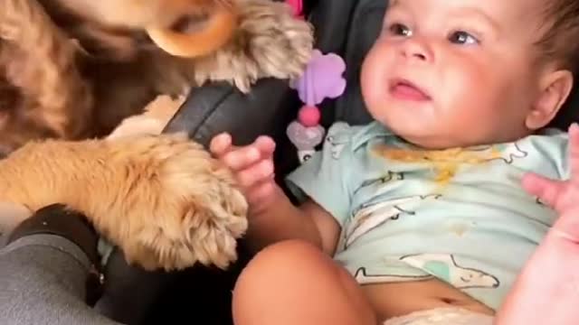 Dog robbing baby food