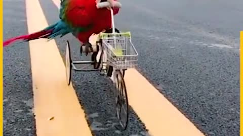 a lovely,adorable,and amazing parrots...you ganna watch this.