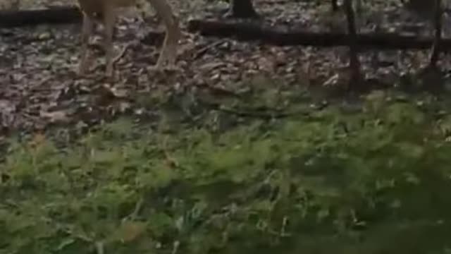 "Deer Day Remix"
