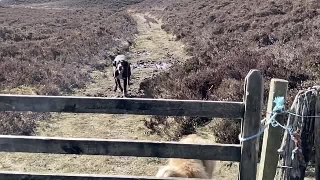 One Dog Hops While the Other Dog Stops