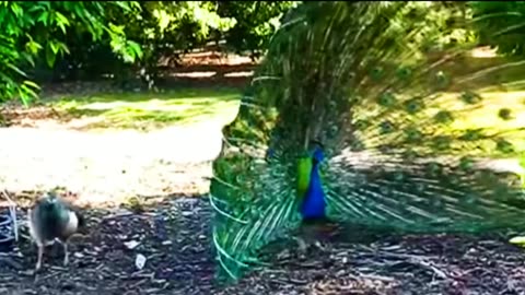 The Beautiful of Peacocks