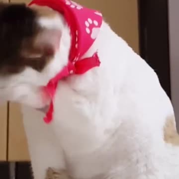 funny cat😜🤣🤤🤣