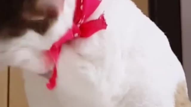 funny cat😜🤣🤤🤣