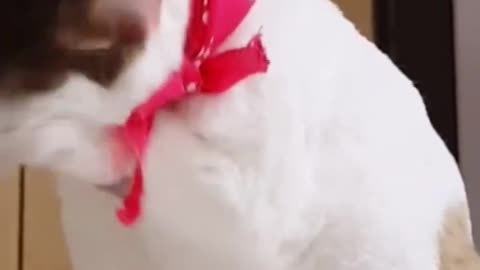 funny cat😜🤣🤤🤣