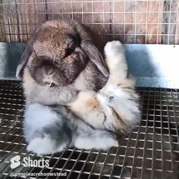Cute hungry baby bunnies.