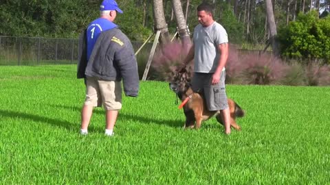 How to Guard Dog Training Step by Step!