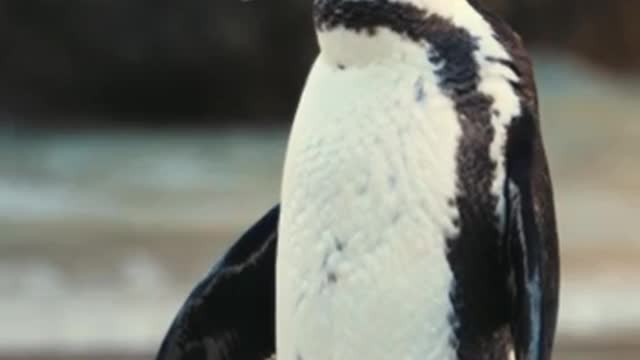 cute penguin video