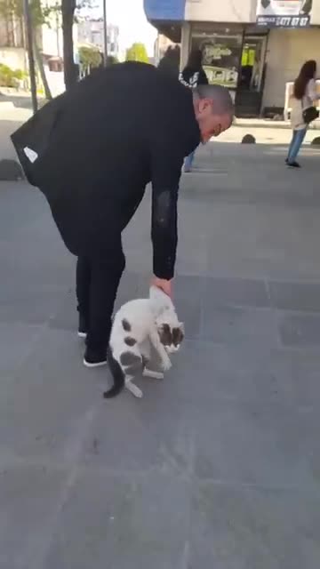 Very funny cat 🤣💗🌺