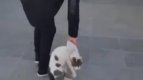 Very funny cat 🤣💗🌺