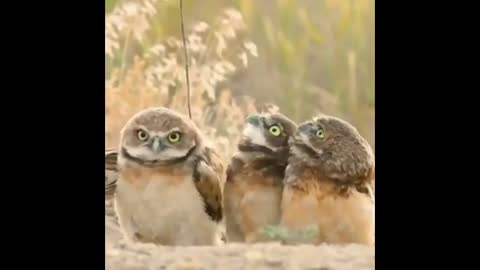 Funny owls