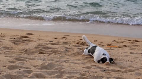 DOG IN THE SAND ROLLING