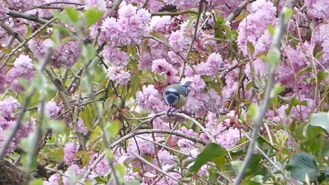 The little bird has an owl-like face