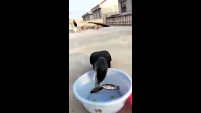 Bird stealing fish