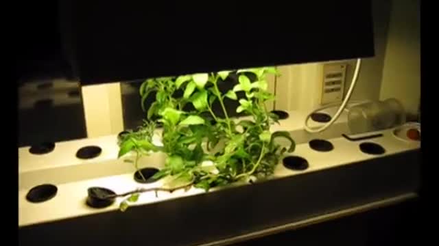 DWC or NFT, my window hydroponic system