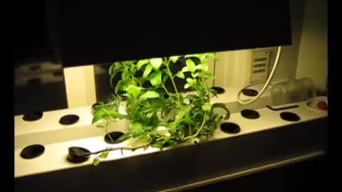 DWC or NFT, my window hydroponic system