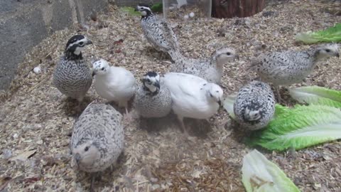 Orpington lavender and a chick