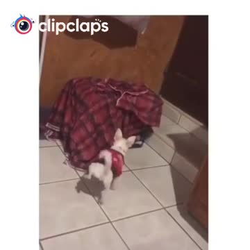 Very funny 😄 little dogs 🐕