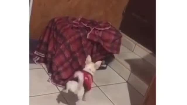 Very funny 😄 little dogs 🐕