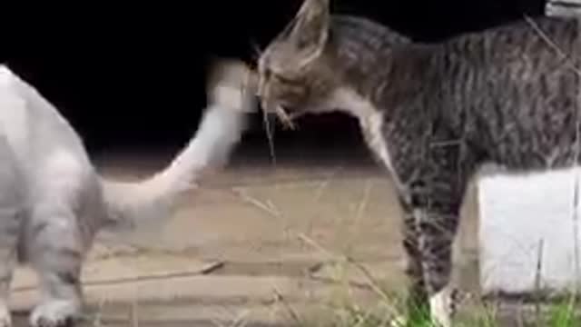 Two real cat fight compilation videos 2021