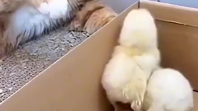 Cat Beats Chicks