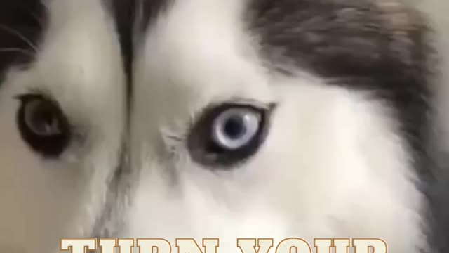 try not to laugh funny husky dog