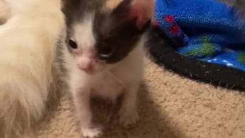 Itty bitty kitty