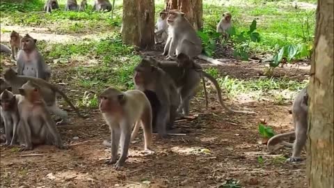 MONKEY VS PYTHON - Monkey Drinking Off Guard Was Suddenly Attacked By Python !!!