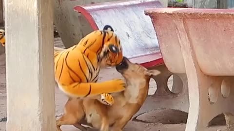 Dog funny videos dog video cats funny video dog funny video