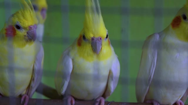 Bird 🦅🦅🦅