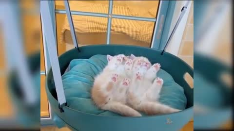 Baby cats- Cute and funny cat 🐱🐈 videos